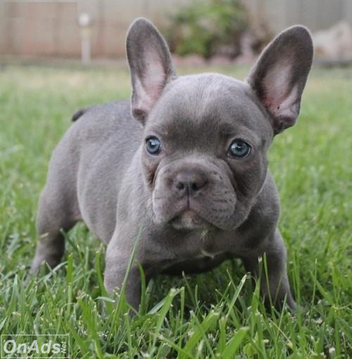 Adorable Blue Tan French Bulldog Puppies - OnAds.net