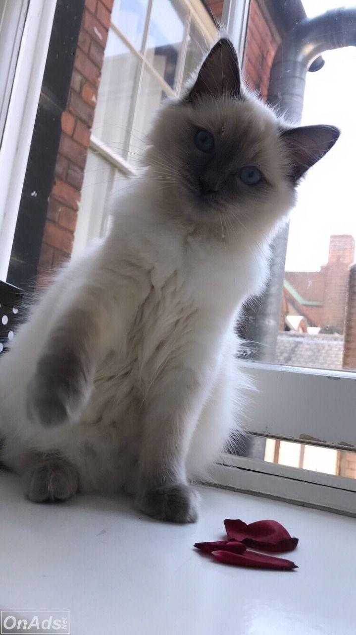 Beautiful Bluepoint Ragdoll Kittens