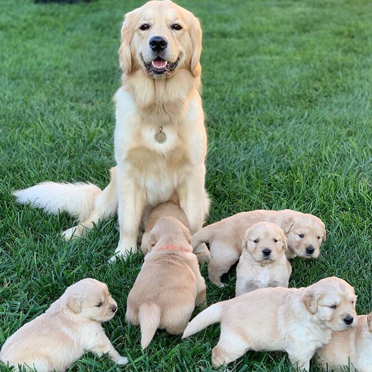Golden retriever puppies for adoption
